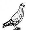 Pigeons
